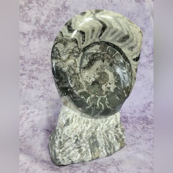 Ammonite & Goniatte Fossil Free Standing - Picture 2 of 9